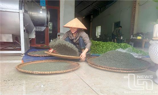 Nhận diện những thủ đoạn lợi dụng thương hiệu 'chè Thái Nguyên' để lừa đảo - Kỳ 2: Bảo vệ danh tiếng, thương hiệu chè