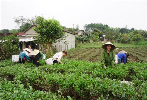 Đảm bảo an toàn thực phẩm trong sản xuất, kinh doanh chè