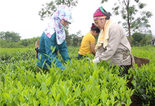 Sản xuất chè theo hướng an toàn