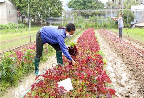 Hà Nội dự kiến mở rộng thêm từ 3.000-4.000ha sản xuất rau an toàn