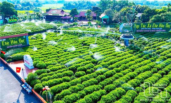 Thái Nguyên: Tăng hàm lượng khoa học, công nghệ cho ngành chè