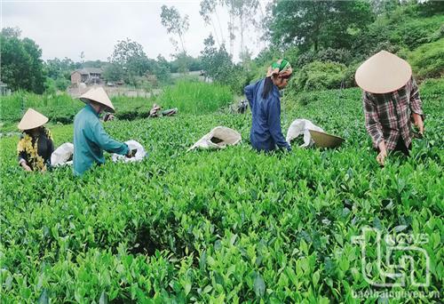 Đẩy mạnh quản lý an toàn thực phẩm: Tạo môi trường sống bền vững ở nông thôn