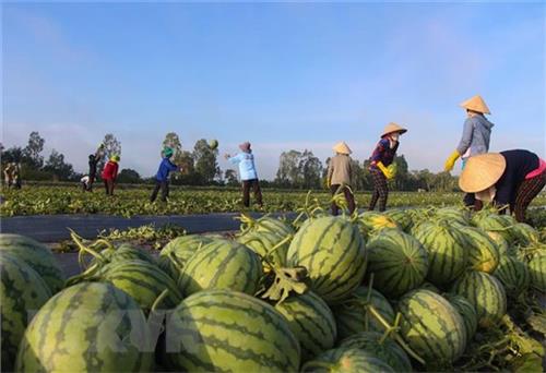 Thực phẩm an toàn và nông sản sạch - Xu hướng tiêu dùng hiện đại