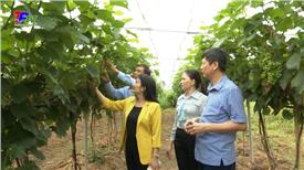 Tiếp tục nhân rộng các mô hình trồng nho hạ đen trên địa bàn thành phố Thái Nguyên.