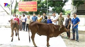 15 hộ gia đình được bàn giao bò cái sinh sản.
