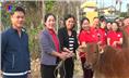 Hội Chữ thập đỏ phường Chùa Hang trao bò sinh sản cho gia đình hội viên nghèo.