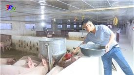 Thành phố Thái Nguyên: Thí điểm nuôi lợn thịt từ thức ăn tự nhiên có bổ sung nguyên liệu bột chè xanh Thái Nguyên.