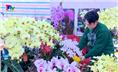 Rực rỡ chợ hoa Tết Ất Tỵ 2025.
