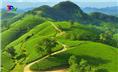 PHÁT HUY GIÁ TRỊ CÂY CHÈ, VĂN HÓA TRÀ - VÙNG CHÈ ĐẶC SẢN TÂN CƯƠNG.