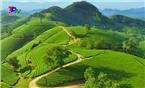 PHÁT HUY GIÁ TRỊ CÂY CHÈ, VĂN HÓA TRÀ - VÙNG CHÈ ĐẶC SẢN TÂN CƯƠNG.