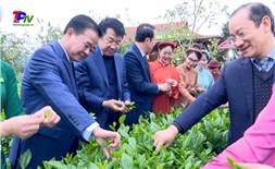 Lãnh đạo Tỉnh và thành phố Thái Nguyên tham gia hái chè khai xuân