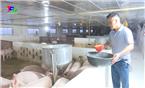 Sử dụng bột chè xanh trong chăn nuôi lợn thịt.