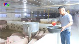 Sử dụng bột chè xanh trong chăn nuôi lợn thịt.