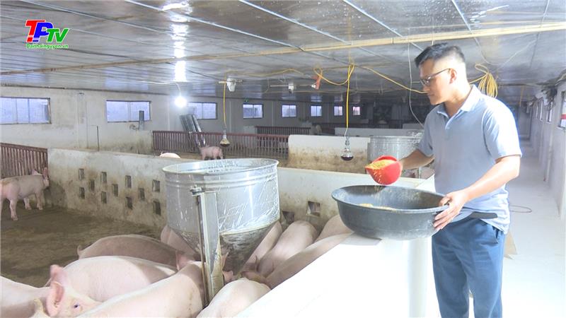 Sử dụng bột chè xanh trong chăn nuôi lợn thịt.