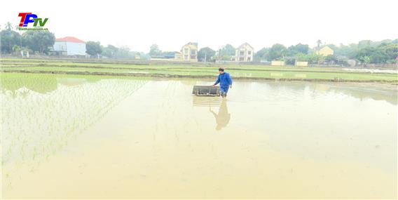 Triển khai mô hình sản xuất lúa hữu cơ quy mô 34 ha.