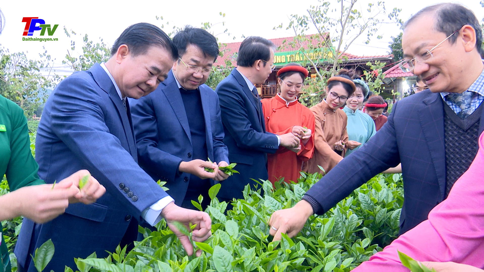 Lãnh đạo Tỉnh và thành phố Thái Nguyên tham gia hái chè khai xuân
