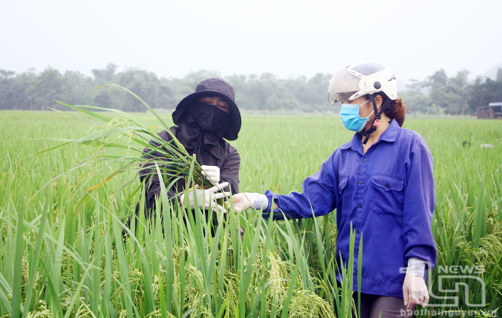Tập trung phòng trừ sâu bệnh hại lúa xuân