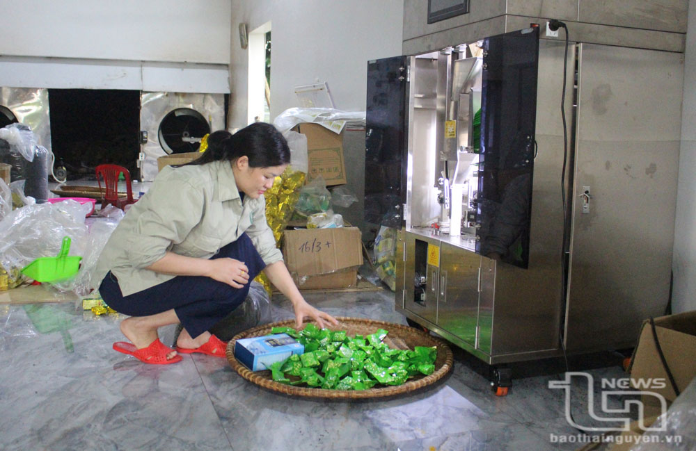 Người làm chè Tân Cương chung sức bảo vệ môi trường