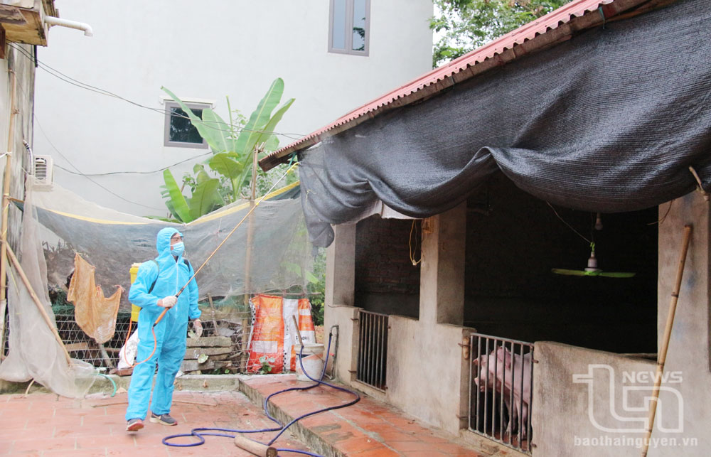 Khắc phục hậu quả mưa lũ, nhanh chóng tái đàn vật nuôi