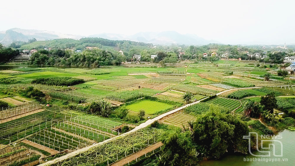 Đất soi bãi ven sông Cầu: Tiềm năng phát triển nông nghiệp công nghệ cao