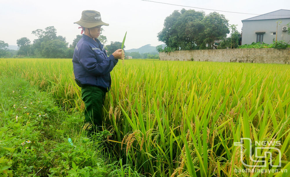 Không để mất mùa sau mưa lũ