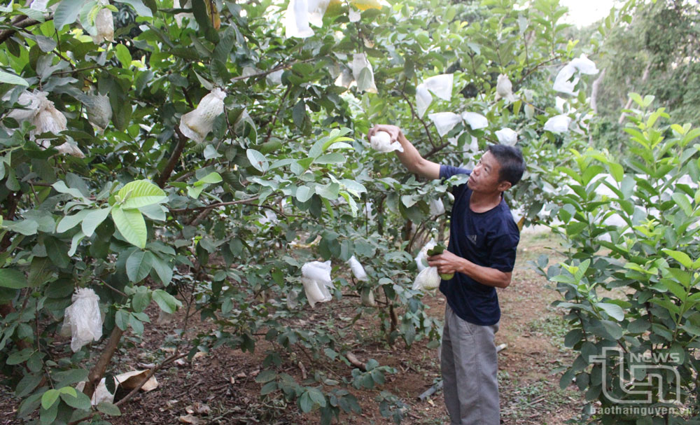 TP. Thái Nguyên: 18 sản phẩm tham gia đánh giá, phân hạng sản phẩm OCOP
