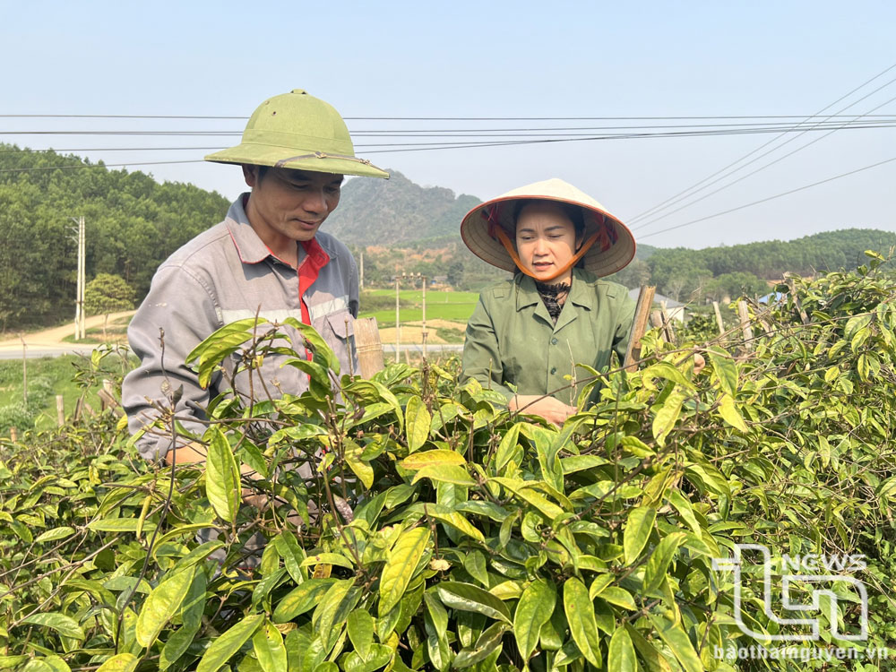 Khoa học công nghệ thúc đẩy phát triển kinh tế xanh, tuần hoàn
