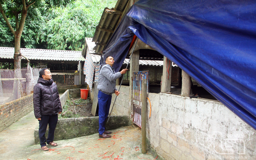 Tăng cường phòng, chống rét cho cây trồng, vật nuôi