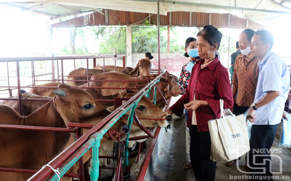 Bảo đảm chất lượng con giống khi đến tay người dân