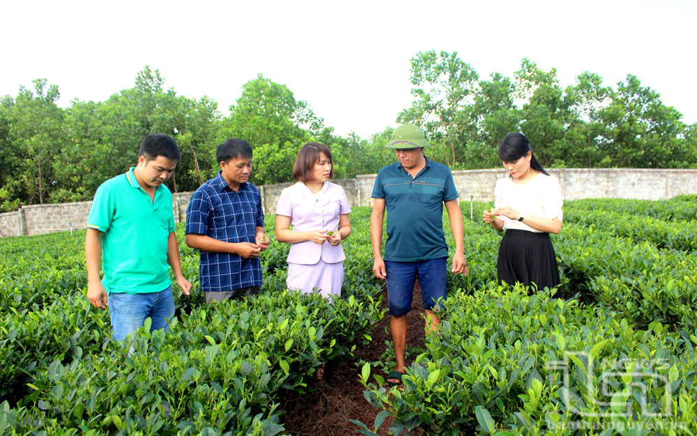 TP. Thái Nguyên: Tăng giá trị nông sản từ sản xuất hữu cơ