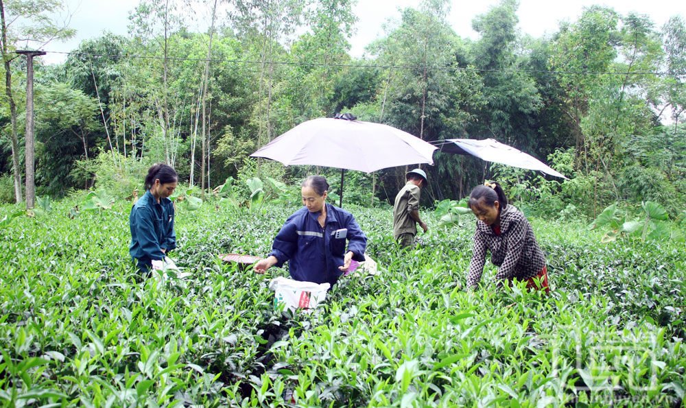 Tăng thu nhập bền vững cho nông dân