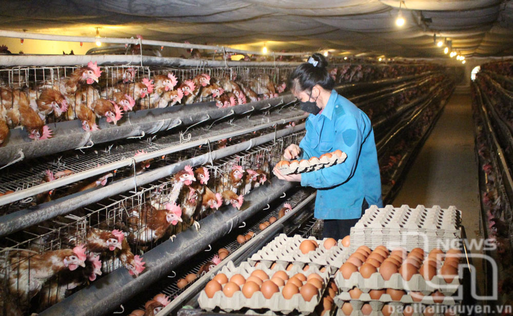 TP. Thái Nguyên: Trên 3.300 hội viên nông dân được vay vốn sản xuất