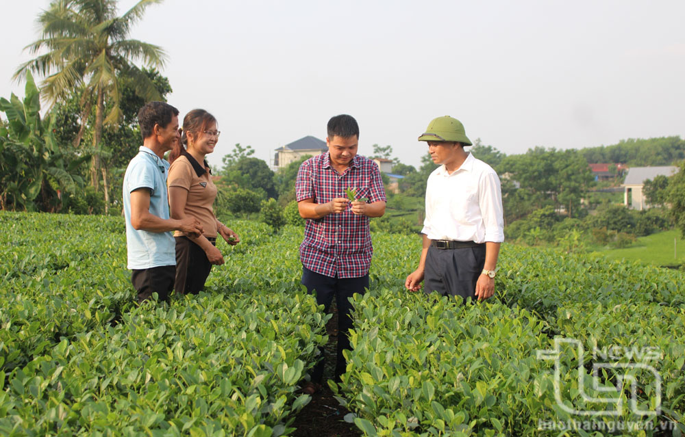 Phúc Trìu nâng cao giá trị cây chè