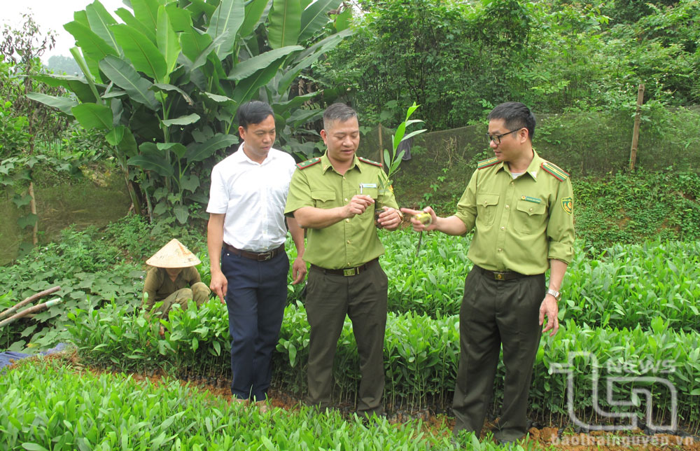 Cập nhật 8,8 triệu cây xanh trên phần mềm Thai Nguyen SmartTrees