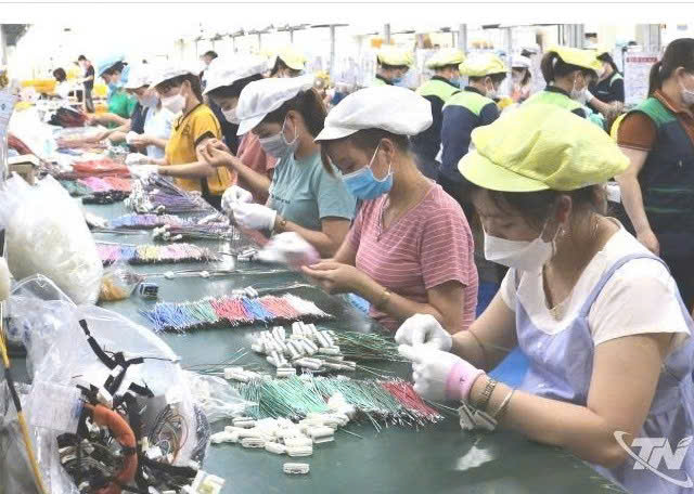 Xứ trà rộn ràng hướng đến ngày hội lớn