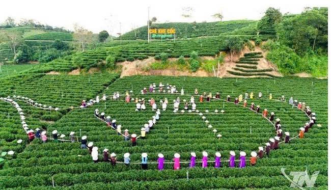 Kỳ vọng từ những vùng chè