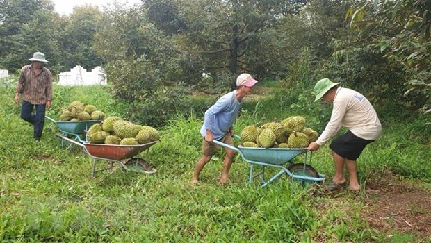 Lâm Đồng: Sầu riêng đầu vụ được giá, người trồng phấn khởi