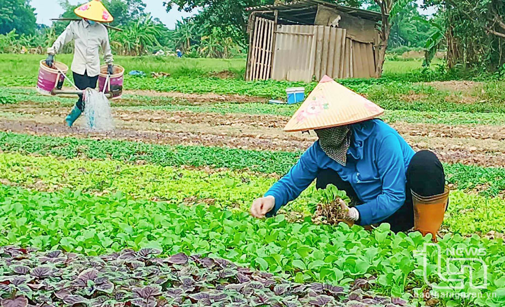 Màu xanh trở lại nơi vựa rau Túc Duyên