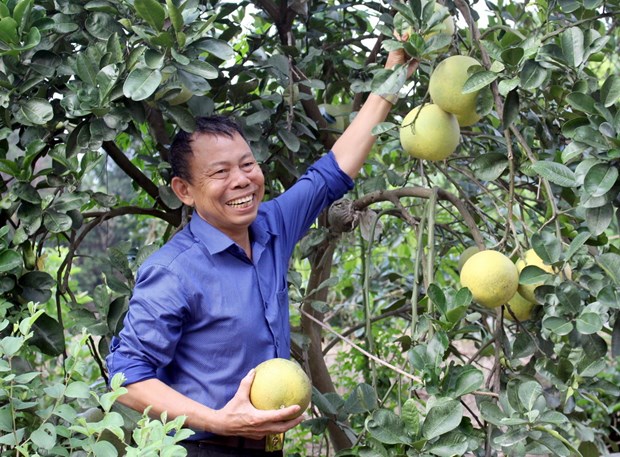 Chuyện về lão nông biến 'vùng đất chết' thành trang trại tiền tỷ