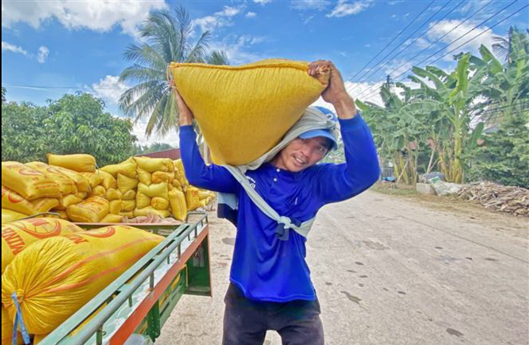 Lúa Thu Đông ở Đồng bằng sông Cửu Long được mùa, được giá
