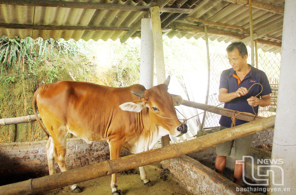Tích cực triển khai dự án giảm nghèo bền vững