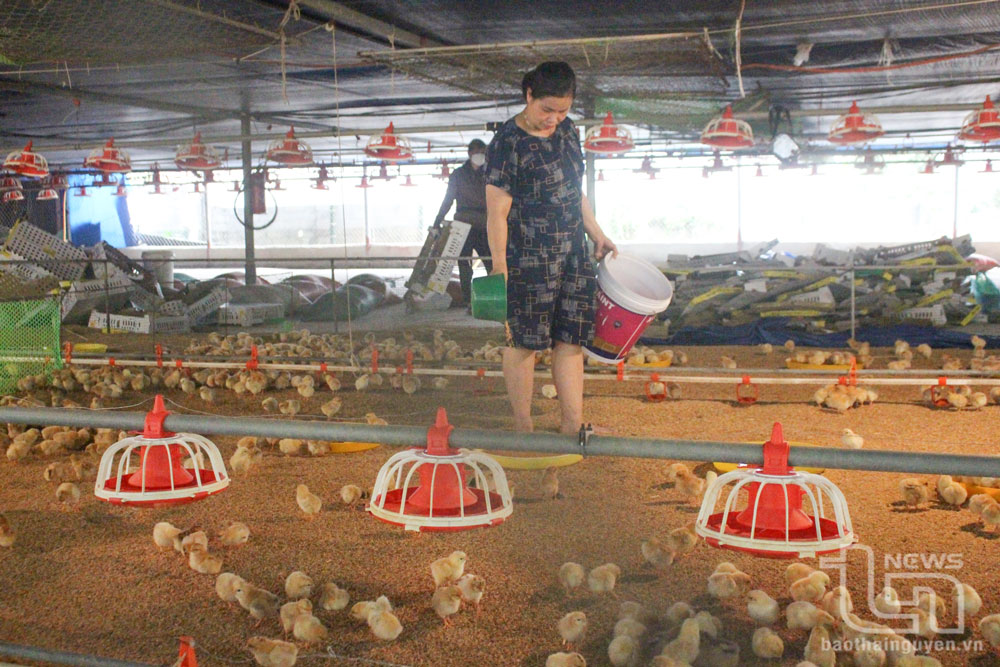 TP. Thái Nguyên: Cấp gần 160.000 liều vắc-xin tiêm phòng cho vật nuôi