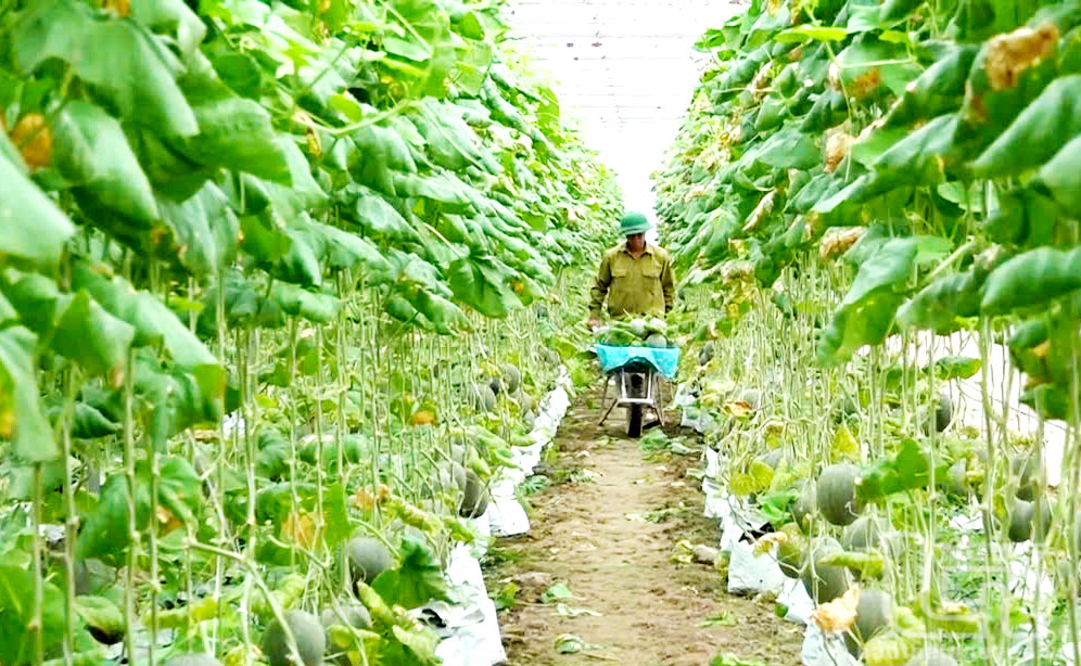 Nâng cao giá trị sản phẩm trên đất canh tác