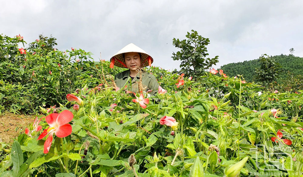 Nông nghiệp sạch và những bứt phá ấn tượng