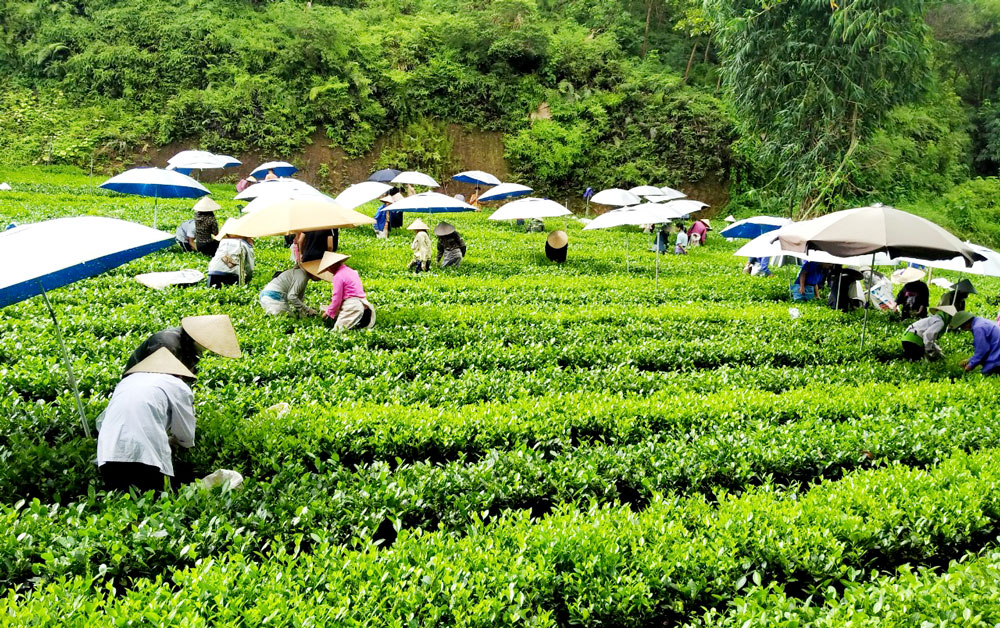 Hỗ trợ đồng bào dân tộc thiểu số phát triển kinh tế tập thể