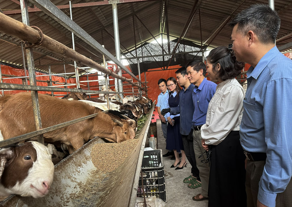 Tín dụng chính sách giúp nông dân thoát nghèo