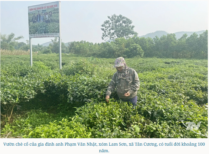 Vườn chè cổ ở nơi 'Đệ nhất danh trà'