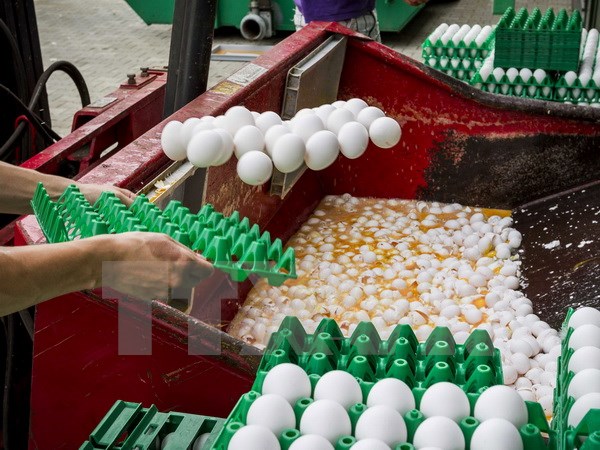 Anh và Pháp đối mặt với vụ bê bối trứng gà nhiễm 