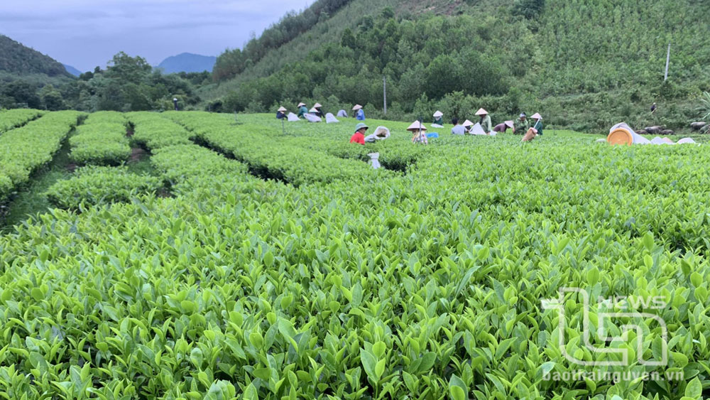 Truy xuất nguồn gốc - lợi cả đôi đường