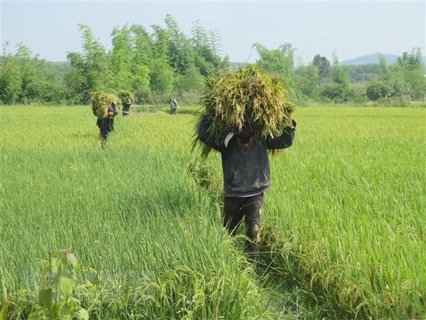Giá lúa Đồng bằng sông Cửu Long tiếp tục duy trì ở mức cao